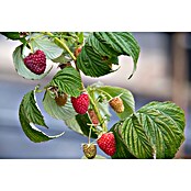 Piardino Himbeere (Rubus idaeus 'Polka', Topfgröße: 17 cm, Erntezeit: August) | BAUHAUS