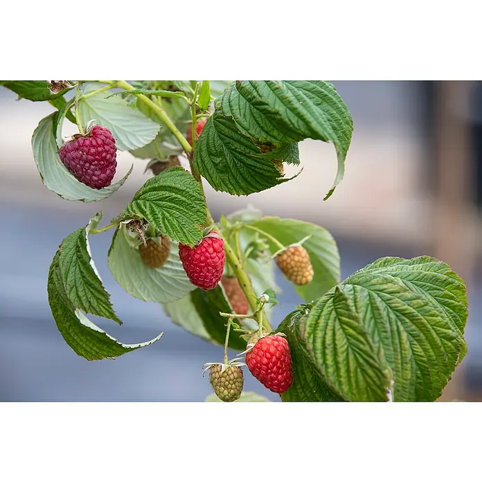 Piardino Himbeere - Rubus idaeus 'Polka', Topfgröße: 17 cm, Erntezeit: August - Nahaufnahme von reifen und unreifen Himbeeren an einem Zweig. Die roten Früchte stechen zwischen dem grünen Laub hervor.