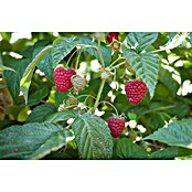 Rubus ideaus 2 HimboTop