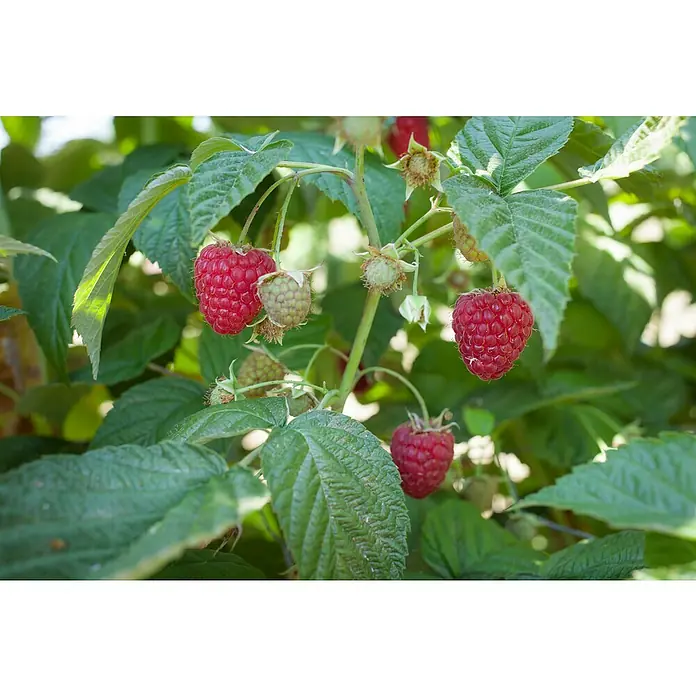 Piardino Himbeere - Rubus idaeus 'Himbo-Top', Erntezeit: August - Nahaufnahme von reifen Himbeeren, die an einem Strauch mit grünen Blättern hängen. Die Himbeeren haben eine leuchtend rote Farbe.