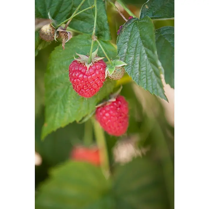 Piardino Himbeere - Rubus idaeus 'Himbo-Top', Erntezeit: August - Nahaufnahme von reifen, roten Himbeeren, die an einem Strauch mit grünen Blättern hängen.