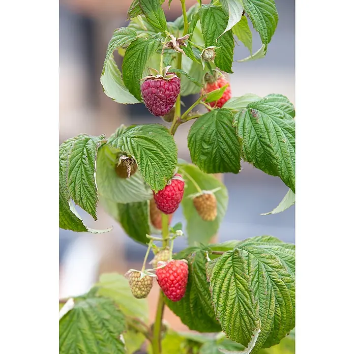 Piardino Himbeere - Rubus idaeus 'Polka', Topfgröße: 17 cm, Erntezeit: August - Nahaufnahme eines Himbeerstrauchs mit reifen und unreifen Himbeeren zwischen grünen Blättern.