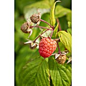 Rubus ideaus 2 Sugana