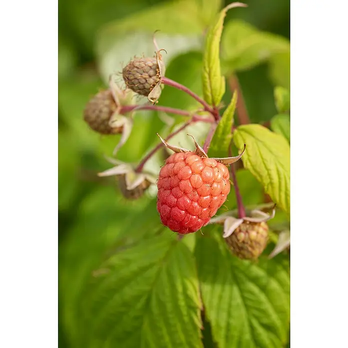 Piardino HimbeereRubus idaeus 'Sugana', Erntezeit: August - Nahaufnahme einer reifen Himbeere am Strauch mit grünen Blättern im Hintergrund.