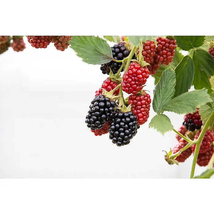 Piardino Brombeere - Rubus fruticosus 'Black Satin', Topfgröße: 17 cm, Erntezeit: August - Nahaufnahme von Brombeeren mit reifen, dunklen Früchten und grünen Blättern, die Frische und natürliche Schönheit hervorheben.