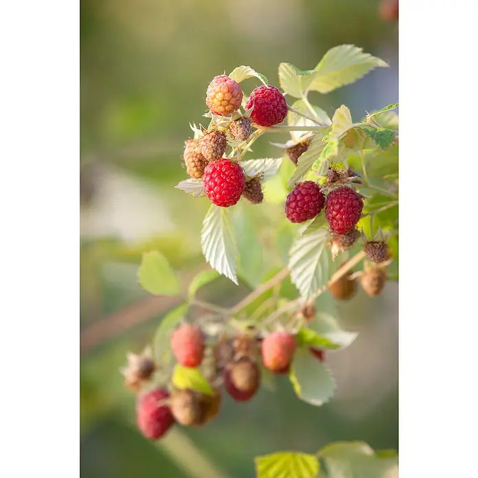 Piardino Himbeere - Rubus idaeus 'Schönemann', Topfgröße: 17 cm, Erntezeit: August - Nahaufnahme von leuchtend roten Himbeeren, die an einem grünen Zweig mit Blättern hängen. Die reifen Früchte strahlen im sanften Licht.