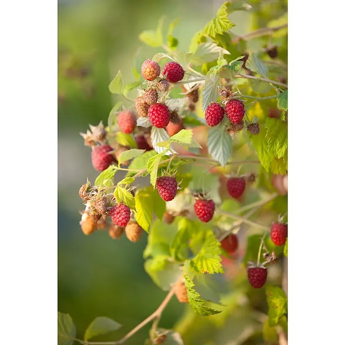 Piardino Himbeere - Rubus idaeus 'Schönemann', Topfgröße: 17 cm, Erntezeit: August - Nahaufnahme von Himbeeren an einem Strauch. Die reifen Früchte leuchten rot zwischen dem grünen Laub.