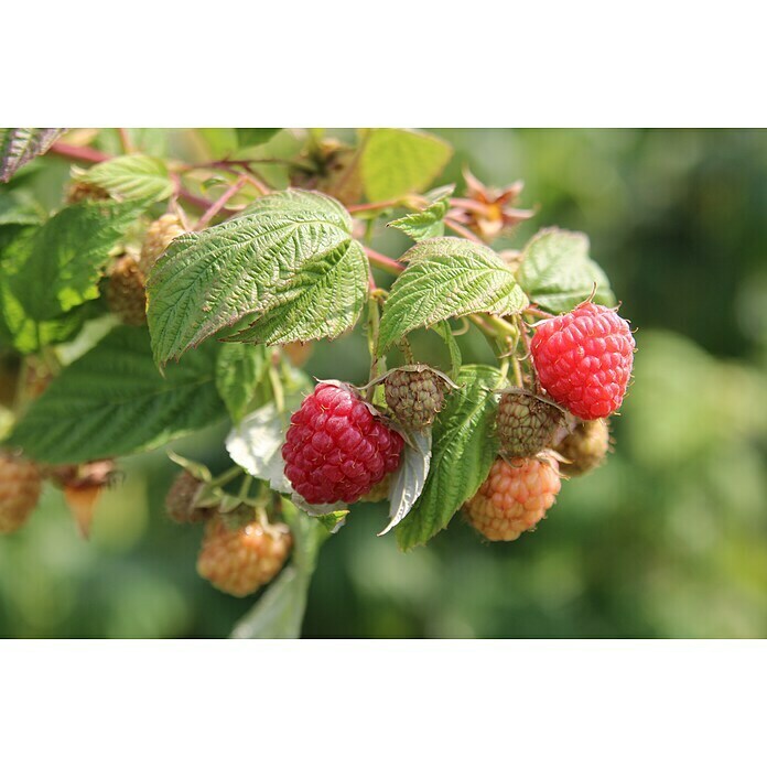 Himbeere Aroma Queen  (Rubus idaeus 'Aroma Queen', Topfgröße: 2 l, Erntezeit: Anfang August - Oktober)