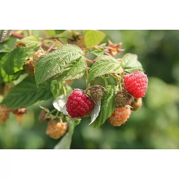 Piardino Himbeere Aroma Queen - Rubus idaeus 'Aroma Queen', Erntezeit: August - Stimmungsaufnahme