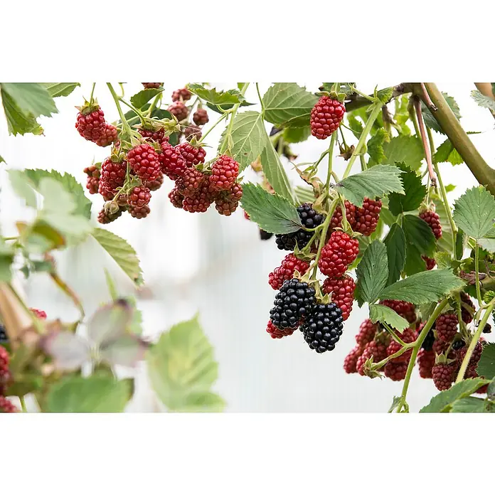 Piardino Brombeere - Rubus fruticosus 'Black Satin', Topfgröße: 17 cm, Erntezeit: August - Nahaufnahme von Brombeerenbüschen mit roten und schwarzen Brombeeren, die an Zweigen mit grünen Blättern hängen.