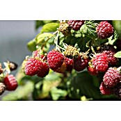 Piardino Himbeere Heritage (Rubus idaeus, Topfgröße: 2 l, Erntezeit: Anfang August - Oktober)