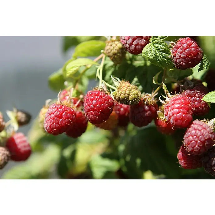 Piardino Himbeere Heritage - Rubus idaeus, Erntezeit: August - Nahaufnahme von reifen und unreifen Himbeeren an einem Strauch, die die natürliche Schönheit und den Reichtum der Ernte zeigen.