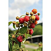 Himbeere Aroma Queen  (Rubus idaeus 'Aroma Queen', Topfgröße: 2 l, Erntezeit: Anfang August - Oktober)