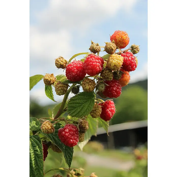 Piardino Himbeere Aroma QueenRubus idaeus 'Aroma Queen', Erntezeit: August - Nahaufnahme von reifen Himbeeren an einem Strauch, die ihre saftige Textur und leuchtende Farbe zeigen.