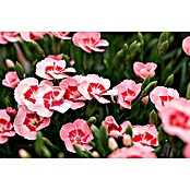 Piardino Gartennelke (Dianthus caryophyllus 'Peach Party', Topfgröße: 14 cm, Rosa) | BAUHAUS