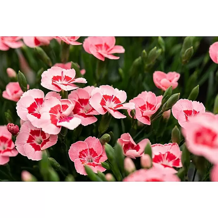 Piardino Gartennelke - Dianthus caryophyllus 'Peach Party', Topfgröße: 14 cm, Rosa - Nahaufnahme leuchtender rosa-roter Blüten mit grünem Laub, die in einem Garten blühen.
