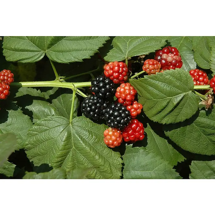 Piardino Brombeere - Rubus fruticosus 'Navaho', Erntezeit: Juli - Reife und unreife Brombeeren auf einem Strauch, die die verschiedenen Wachstumsstadien der Frucht zeigen.
