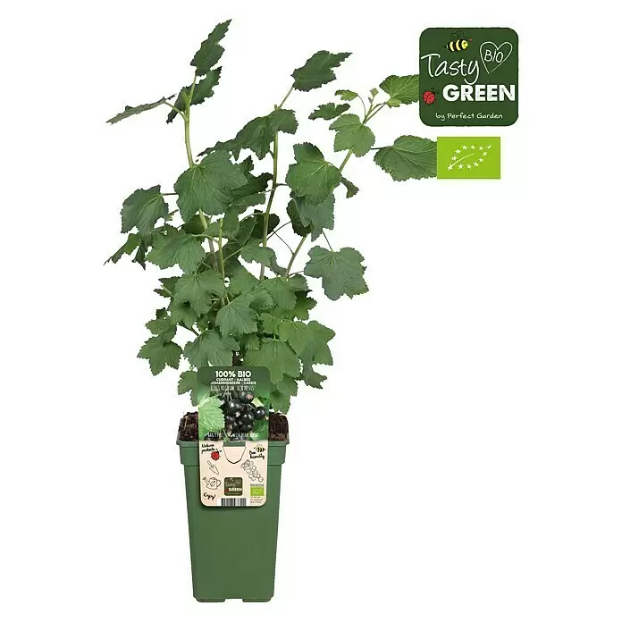 Piardino Schwarze Johannisbeere - Ribes nigrum 'Ben Nevis', Topfgröße: 19 cm, Erntezeit: Juli - Bio-Schwarze Johannisbeerpflanze 'Ben Nevis' mit grünen Blättern im grünen Topf, mit 'Tasty Green' Branding.