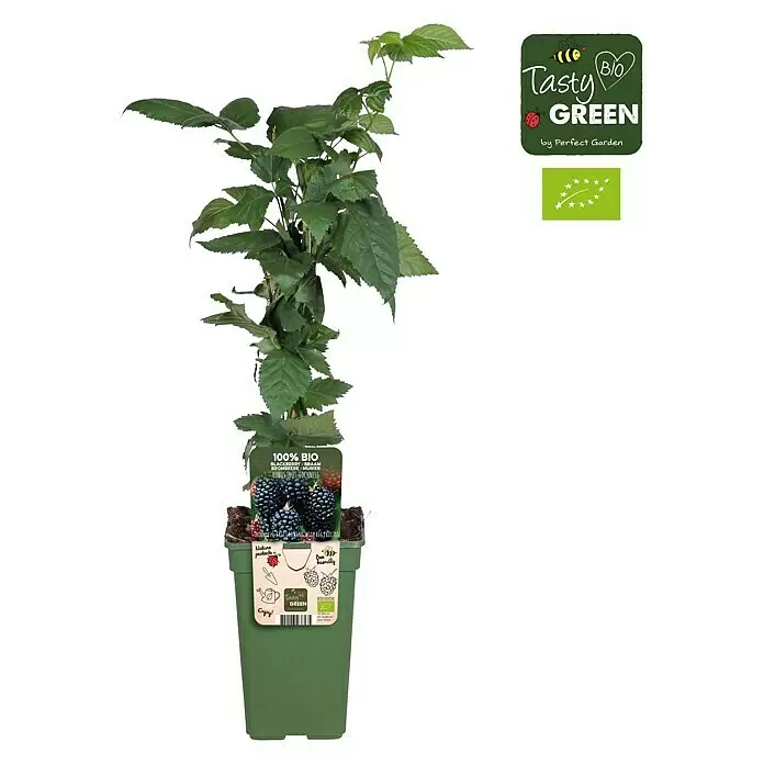 Piardino Brombeere - Rubus fruticosus 'Loch Ness', Topfgröße: 19 cm, Erntezeit: Juli - Eine Brombeerpflanze im grünen Topf mit grünen Blättern, reifen Beeren und Produktetikett.