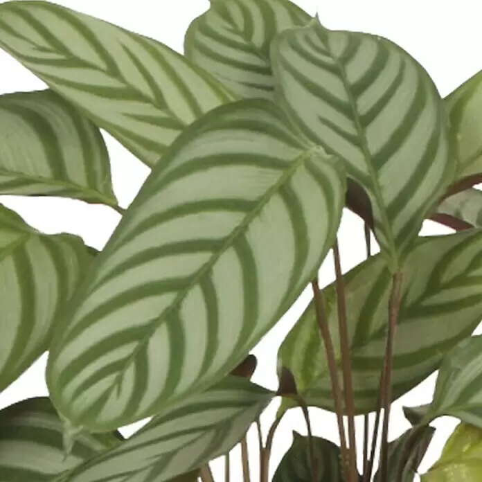 Piardino Calathea - Calathea hybride i.S., Topfgröße: 17 cm, Grün/Weiß - Üppige Zimmerpflanze mit hellgrün gestreiften Blättern und rötlichen Stielen.