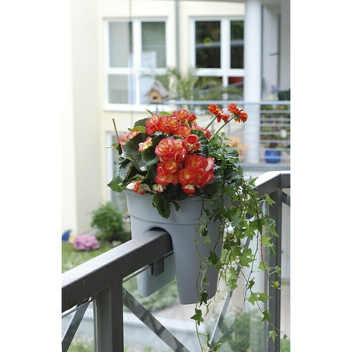 KHW Geländertopf Flowerclip (Außenmaß (Ø x H): 27 x 27,5 cm, Kunststoff,  Grau) | BAUHAUS