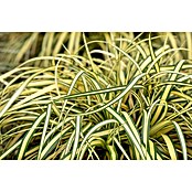 Carex oshimensis 14 Evergold