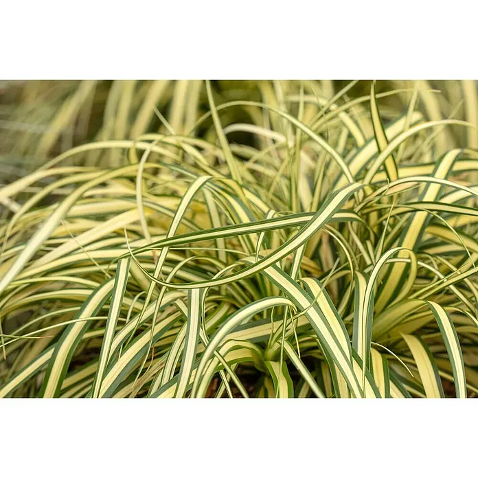 Piardino Segge - Carex oshimensis 'Evergold', Topfgröße: 14 cm - Diese Nahaufnahme zeigt elegante, gestreifte Gräser. Die Blätter sind eine Mischung aus Grün und Gelb und haben eine gebogene Form.