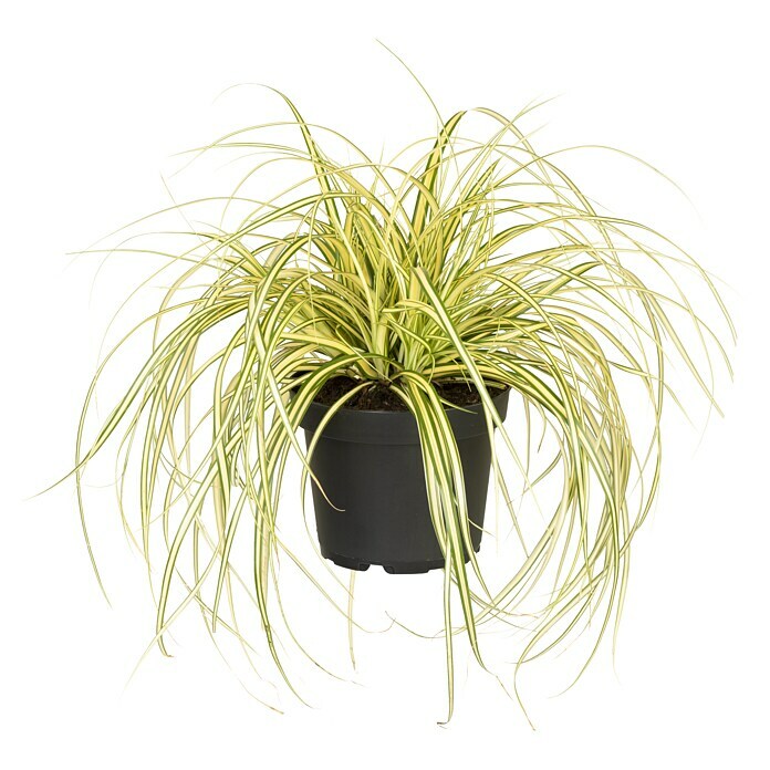 Carex oshimensis 14 Evergold