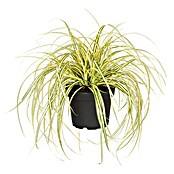 Carex oshimensis 14 Evergold