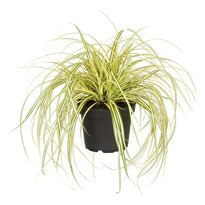 Piardino Segge - Carex oshimensis 'Evergold', Topfgröße: 14 cm - Prächtiges Ziergras 'Evergold' im Topf. Die gelb gestreiften Blätter verleihen jedem Raum eine elegante Note. Ein pflegeleichter Blickfang.