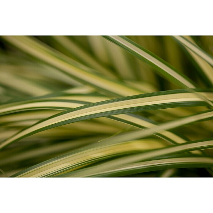 Carex oshimensis 14 Evergold