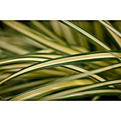 Carex oshimensis 14 Evergold