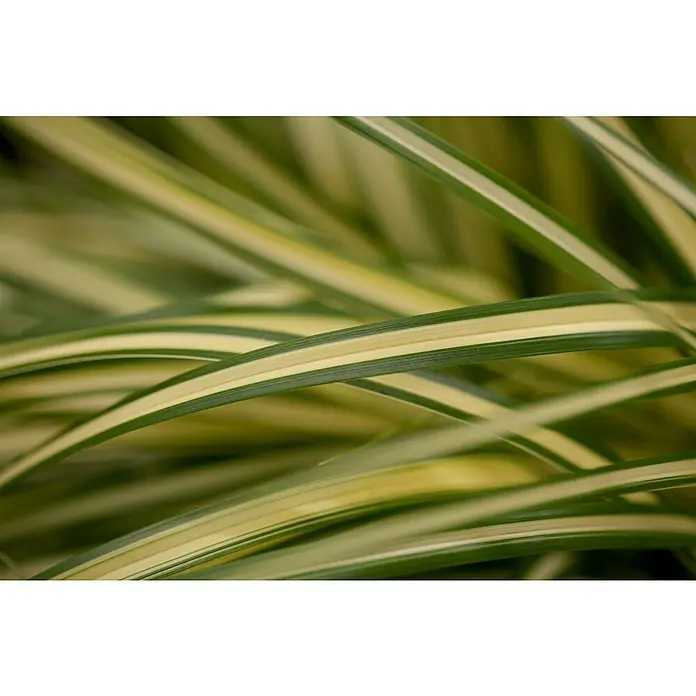 Piardino Segge - Carex oshimensis 'Evergold', Topfgröße: 14 cm - Nahaufnahme von grün-weiß gestreiften Grashalmen, die eine natürliche und beruhigende Textur erzeugen. Ideal für Desktop-Hintergründe.
