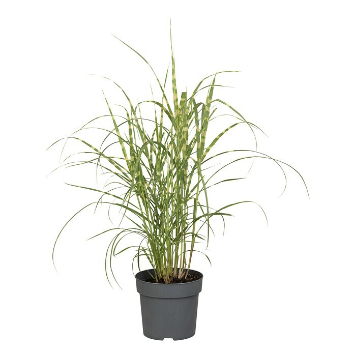 Miscanthus sinensis 14 Strictus