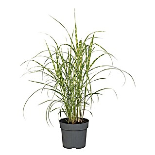 Piardino Garten-Chinaschilf (Miscanthus sinensis 'Strictus', Topfgröße: 14 cm)