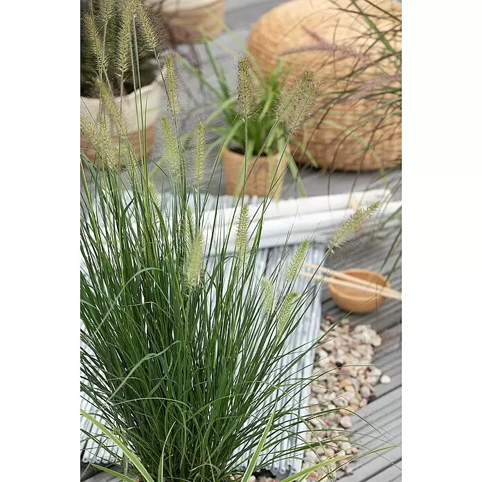 Piardino Ziergras - Pennisetum alopecuroides 'Hameln', Topfgröße: 14 cm - Topf-Ziergras mit grünen Blättern und federartigen Blütenrispen, verschönert eine Holzterrasse.