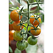 Piardino Tomate (Solanum lycopersicum, 14 cm, Erntezeit: Juli, Orange) | BAUHAUS