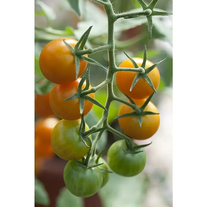 Piardino TomateSolanum lycopersicum, 14 cm, Erntezeit: Juli, Orange - Nahaufnahme einer Traube gelber und grüner Cherrytomaten, die an einer Pflanze wachsen.