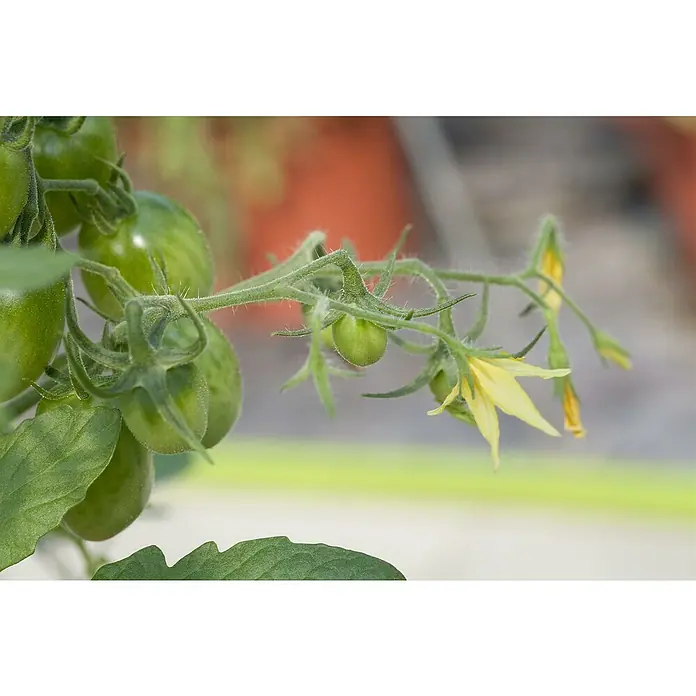 Piardino Tomate - Solanum lycopersicum, 14 cm, Erntezeit: Juli, Gelb - Nahaufnahme von grünen Tomaten und gelben Blüten an einer Pflanze. Wachstum und Frische in einem Bild festgehalten.