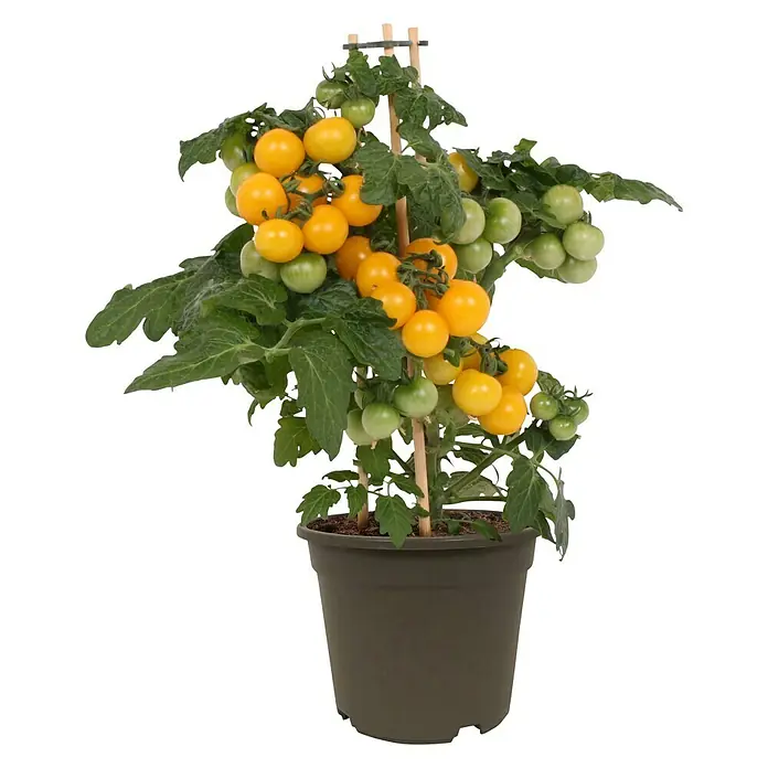 Piardino Tomate - Solanum lycopersicum, 14 cm, Erntezeit: Juli, Gelb - Frischer, gelber Kirschtomatenstrauch in einem Topf mit grünen Blättern und einem Holzpfahl für Halt. Perfekt für den Garten oder Balkon.