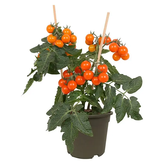 Piardino Tomate - Solanum lycopersicum, 14 cm, Erntezeit: Juli, Orange - Eine Topfpflanze mit reifen, orangefarbenen Cherrytomaten, die an Holzstäben hochgebunden sind, vor einem schwarzen Hintergrund.