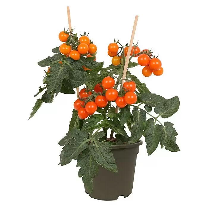 Piardino TomateSolanum lycopersicum, 14 cm, Erntezeit: Juli, Orange