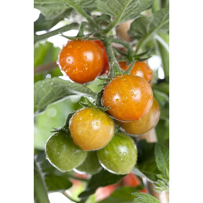 Piardino Tomate (Solanum lycopersicum, 14 cm, Erntezeit: Juli, Orange) | BAUHAUS