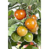 Piardino Tomate (Solanum lycopersicum, 14 cm, Erntezeit: Juli, Orange) | BAUHAUS