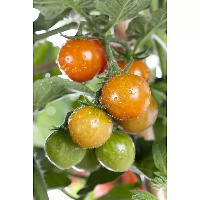 Piardino TomateSolanum lycopersicum, 14 cm, Erntezeit: Juli, Orange