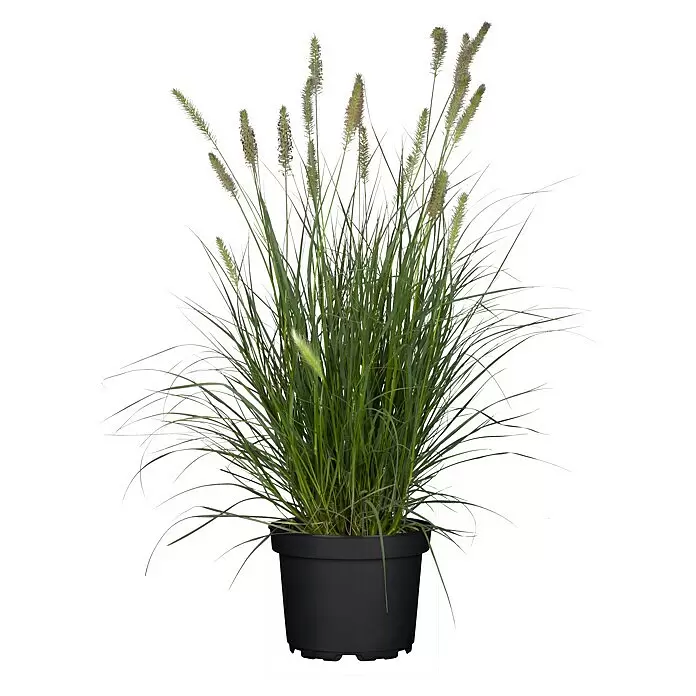 Piardino Ziergras - Pennisetum alopecuroides 'Hameln', Topfgröße: 14 cm - Grüne, grasartige Pflanze mit Blütenähren in einem schwarzen Topf.