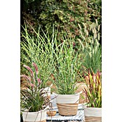 Miscanthus sinensis 14 Strictus