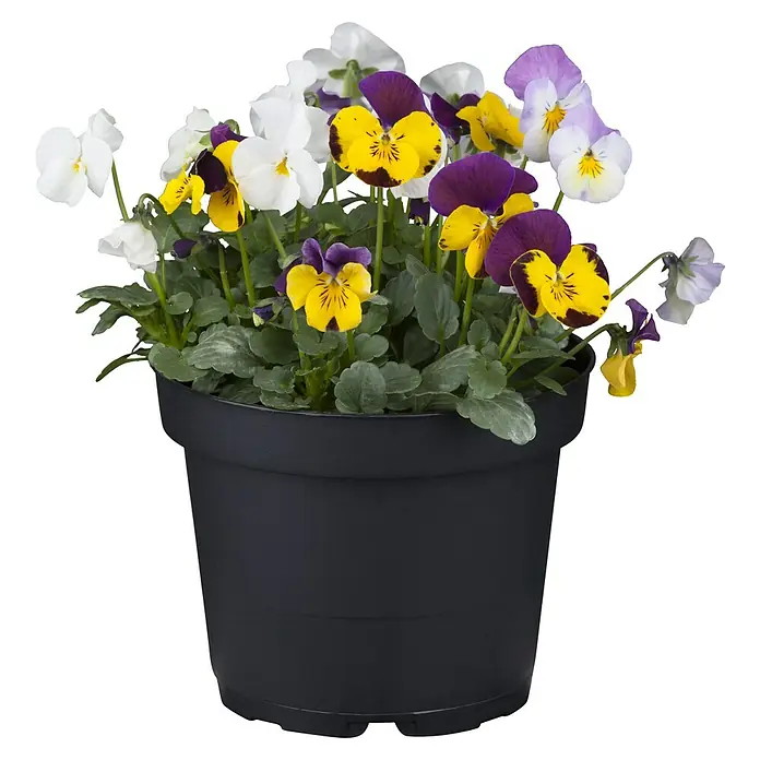 Piardino Hornveilchen - Viola cornuta in Sorten, Dreifarbig/Sortenabhängig - Bunter Topf mit Stiefmütterchen in Gelb, Lila und Weiß. Eine schöne Dekoration für den Garten oder den Balkon, die Farbe und Fröhlichkeit bringt.