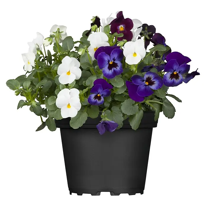 Piardino Hornveilchen - Viola cornuta in Sorten, Dreifarbig/Sortenabhängig - Ein Topf mit bunten Stiefmütterchen in Weiß- und Lilatönen, die in einem schwarzen Pflanzgefäß üppig blühen und Farbe in jeden Raum bringen.