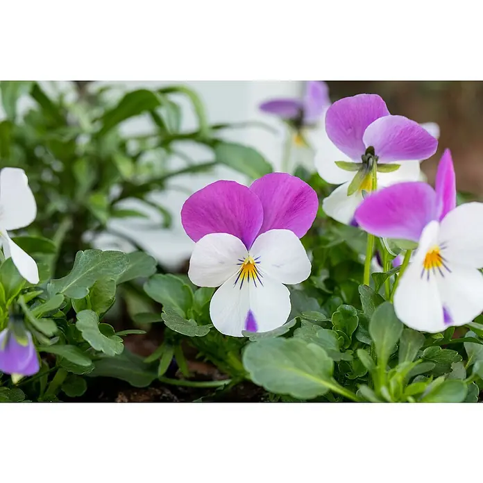 Piardino Hornveilchen - Viola cornuta in Sorten, Dreifarbig/Sortenabhängig - Nahaufnahme von Stiefmütterchen mit violetten und weißen Blütenblättern, die ihre zarte Schönheit und die lebhaften Farben im Garten zeigen.